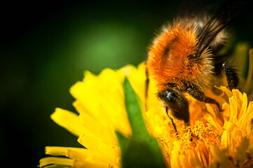 bittern, Bąk, insekt