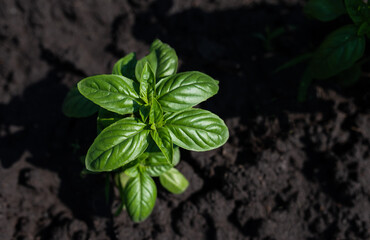 fresh plant beautiful basil