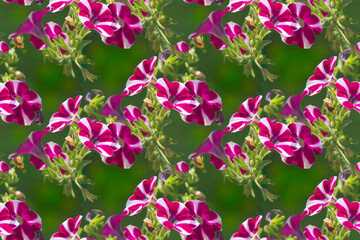 seamless floral pattern with pink petunias.