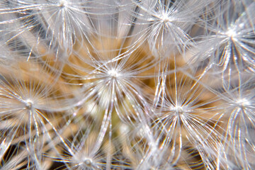 Macro photo of a dandelion head view of the grains