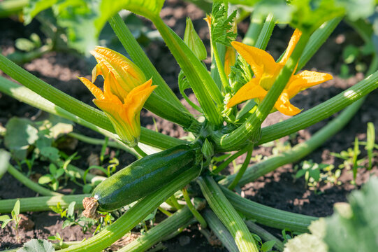 zucchini plant in the garden bed blooms and bears fruit