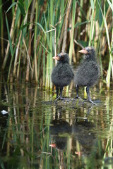 cute waterhen chicks (Gallinula chloropus) on lake waiting to be fed by parents