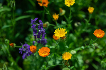 flower meadow in summer, wild lawn