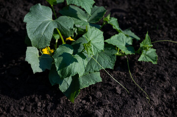 cucumber plant in the vegetable garden food farm