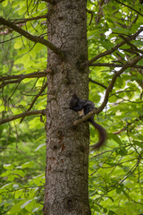 Black squirrel sits on a branch of a coniferous tree