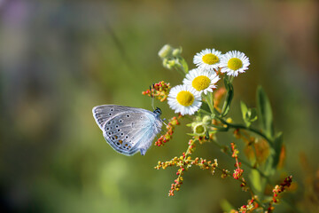 Fototapeta premium Modraszek na kwiatku polnym