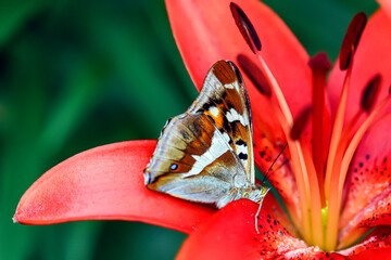 Motyl na lilii © Gabriela