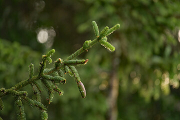 beautiful spruce cones at a rainy morning