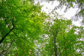 Trees in a green lush forest in bright sunlight and shadow in springtime, Voorthuizen, Barneveld, Gelderland, The Netherlands, June, 2022