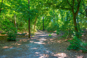 Trees in a green lush forest in bright sunlight and shadow in springtime, Voorthuizen, Barneveld, Gelderland, The Netherlands, June, 2022
