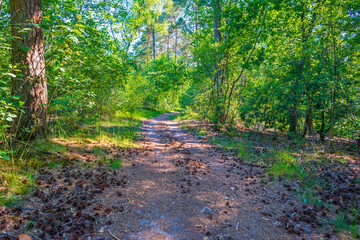 Trees in a green lush forest in bright sunlight and shadow in springtime, Voorthuizen, Barneveld, Gelderland, The Netherlands, June, 2022