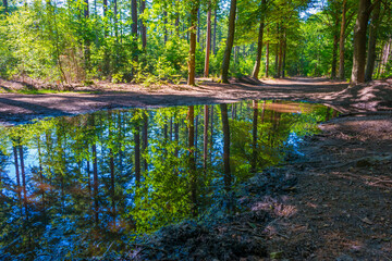 Obraz premium Trees in a green lush forest in bright sunlight and shadow in springtime, Voorthuizen, Barneveld, Gelderland, The Netherlands, June, 2022