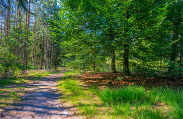 Trees in a green lush forest in bright sunlight and shadow in springtime, Voorthuizen, Barneveld, Gelderland, The Netherlands, June, 2022