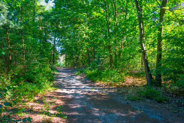 Trees in a green lush forest in bright sunlight and shadow in springtime, Voorthuizen, Barneveld, Gelderland, The Netherlands, June, 2022