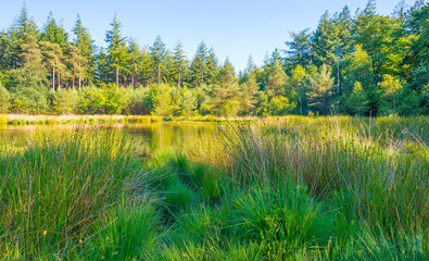 Heather and grass along the edge of a lake under a blue sky in bright sunlight in springtime, Voorthuizen, Barneveld, Gelderland, The Netherlands, June, 2022