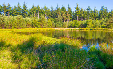 Heather and grass along the edge of a lake under a blue sky in bright sunlight in springtime,...