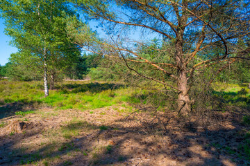 Fototapeta na wymiar Heather and trees in glade in a forest in bright sunlight in springtime, Voorthuizen, Barneveld, Gelderland, The Netherlands, June, 2022