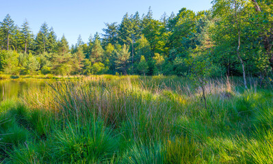 Heather and grass along the edge of a lake under a blue sky in bright sunlight in springtime,...