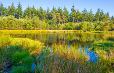 Heather and grass along the edge of a lake under a blue sky in bright sunlight in springtime,...