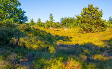 Heather and trees in glade in a forest in bright sunlight in springtime, Voorthuizen, Barneveld, Gelderland, The Netherlands, June, 2022