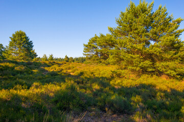 Fototapeta premium Heather and trees in glade in a forest in bright sunlight in springtime, Voorthuizen, Barneveld, Gelderland, The Netherlands, June, 2022