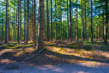 Fototapeta premium Trees in a green lush forest in bright sunlight and shadow in springtime, Voorthuizen, Barneveld, Gelderland, The Netherlands, June, 2022