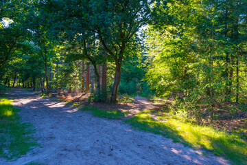 Trees in a green lush forest in bright sunlight and shadow in springtime, Voorthuizen, Barneveld, Gelderland, The Netherlands, June, 2022