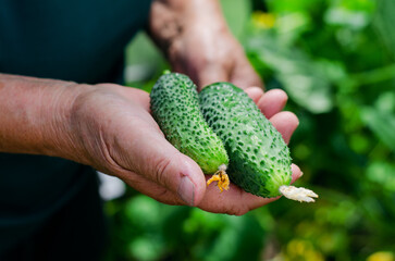 Naklejka na ściany i meble Farmer woman holding fresh cucumbers in her hands. Woman harvesting cucumbers in a greenhouse