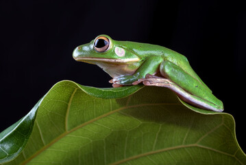 Australian white-lipped frog perched on a leaves