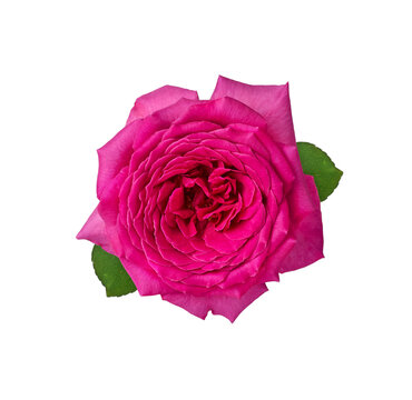 Hot pink rose flower isolated on white