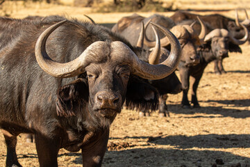 Cape or African buffalo bull on a game farm, South Africa