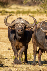 Cape or African buffalo bull on a game farm, South Africa