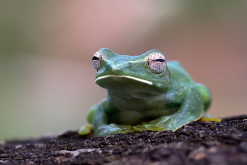 Malayan tree frog sitting on a tree log