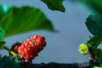 Close-up of a single red ripe juicy raspberry on a branch in the forest