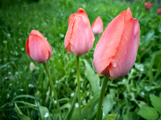 Fototapeta premium Pink tulips in a flower bed after rain.