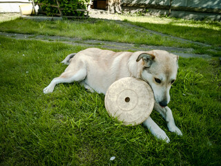 A dog plays with a flying frisbee on the lawn.