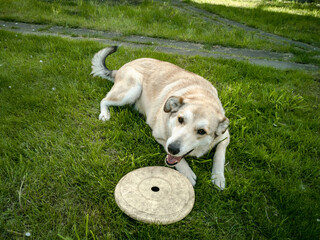 A dog plays with a flying frisbee on the lawn.