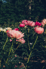 Beautiful fresh coral pink peony flowers in full bloom in the garden. Summer natural floral background.