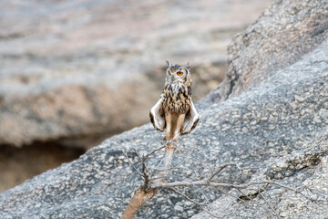 Indian eagle-owl (Bubo bengalensis), also called the rock eagle-owl or Bengal eagle-owl observed in Bera in Rajasthan, India