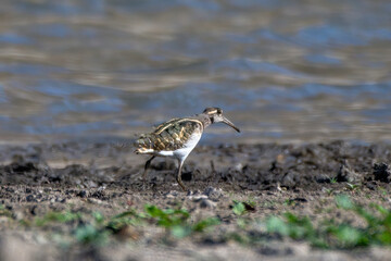 A Greater painted-snipe (Rostratula benghalensis)  (Charadrius dubius) spotted on the banks of the Jawai Dam near Bera in Rajasthan, India