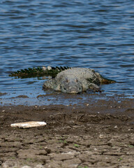  A mugger crocodile (Crocodylus palustris) is a medium-sized broad-snouted crocodile, also known as mugger and marsh crocodile, spotted in the waters of Jawai dam near Bera in Rajasthan, India