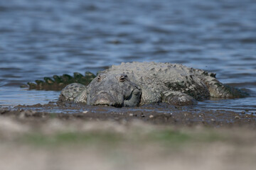  A mugger crocodile (Crocodylus palustris) is a medium-sized broad-snouted crocodile, also known as...