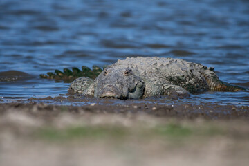  A mugger crocodile (Crocodylus palustris) is a medium-sized broad-snouted crocodile, also known as...