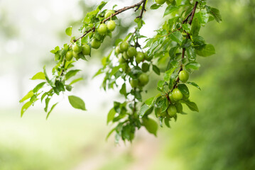 Fototapeta na wymiar Green plums on tree
