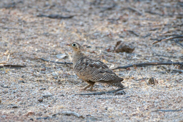 Chestnut-bellied sandgrouse or common sandgrouse (Pterocles exustus) observed in Bera in Rajasthan, India