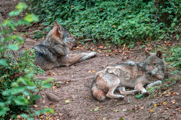 Wild Place Project Zoo, Bristol