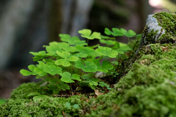 Klee, im Wald am Wegesrand