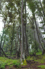 Birch forest on mountain on foggy day.