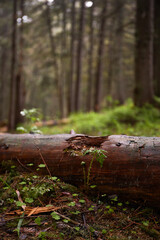 Obraz premium Small green leaf of fern against old tree. Rainy day. Summer in Carpathian Mountains. Ukraine