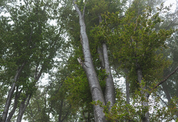Birch forest on mountain on foggy day.